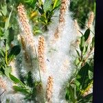 Salix breviserrata Fula
