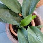 Aspidistra elatiorLiść