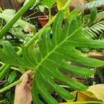 Philodendron pinnatifidum Leht