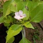 Impatiens flaccidaപുഷ്പം