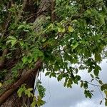 Ficus citrifolia Leaf