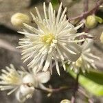 Clematis vitalbaFlor