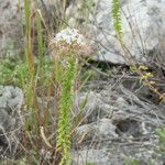 Polanisia dodecandra Habit