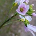 Cardamine pratensis Flower
