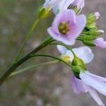 Cardamine pratensisFlor