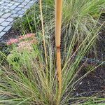 Muhlenbergia capillaris 整株植物