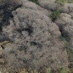 Sarcopoterium spinosum Likasa