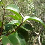 Pouteria eugeniifolia Лист