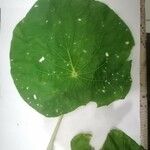 Pothomorphe peltata Leaf