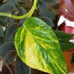 Epipremnum aureum Hoja