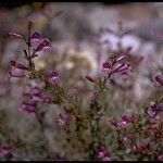 Penstemon azureus 整株植物