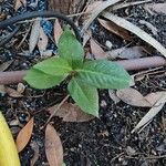 Persicaria pensylvanica Leaf