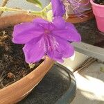 Pleroma urvilleanum Flower