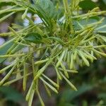 Cestrum nocturnum Blomma