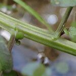 Nasturtium officinale ᱪᱷᱟᱹᱞᱤ