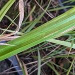 Carex pendulaLeaf