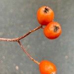 Sorbus latifolia Fruit