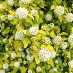 Physocarpus capitatus Flor