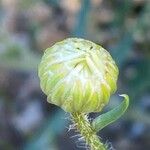 Leucanthemum pallens Fiore