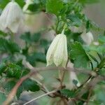 Clematis cirrhosa Прочее