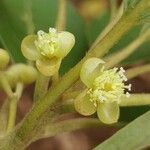 Litsea glutinosa Квітка
