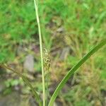 Carex depressa Flower