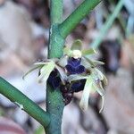 Luisia teretifolia Flor