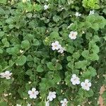 Bacopa repens Ліст