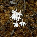 Caladenia catenata Habitus