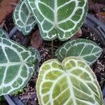 Anthurium crystallinum Hoja