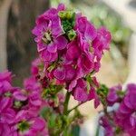 Matthiola incana പുഷ്പം