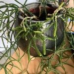Rhipsalis cereuscula Hoja