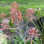 Aloe zebrina Квітка