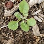 Erigeron annuus List