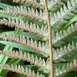 Polystichum aculeatum Ovoce