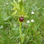 Ophrys sphegodes 樹皮