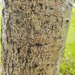 Quercus agrifolia Corteza