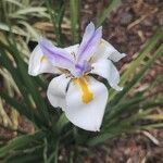 Dietes grandiflora Flower