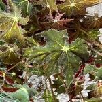 Begonia heracleifolia 叶