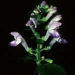 Scutellaria ovata Flower