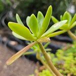 Sedum dendroideum Foglia