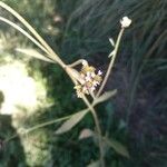 Verbena brasiliensis Blüte