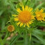 Pentanema britannica Flower