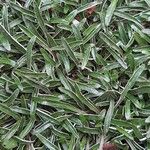 Dymondia margaretae Leaf