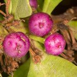 Myoporum laetum Fruit