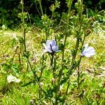 Cichorium intybus Elinympäristö