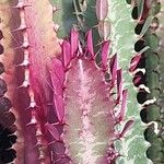 Euphorbia trigona Fulla