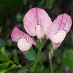 Ononis rotundifolia Virág