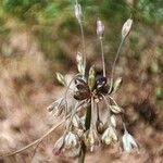 Allium oleraceum Floro