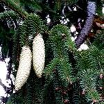 Picea abies ফল